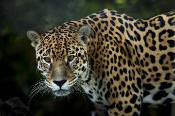 Etats-Unis : Le mur anti-immigration de Donald Trump constitue une menace pour les jaguars, selon des associations